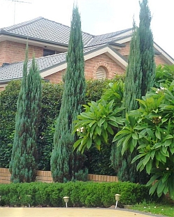 Можжевельник скальный Скайрокет