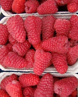 Малина ремонтантная Полет Костенко