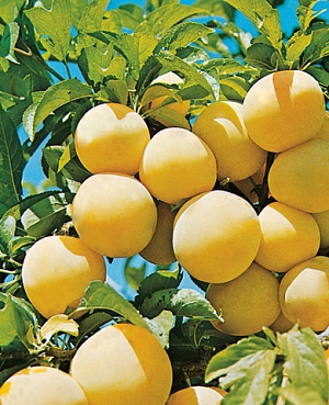 Саженцы Слива Белоснежка