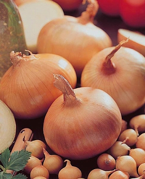 Лук-севок озимый Винтерия