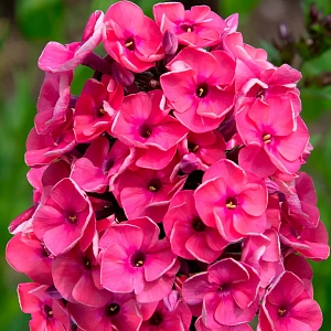 Флокс метельчатый Юннат