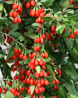 Дереза Литтл Годжи