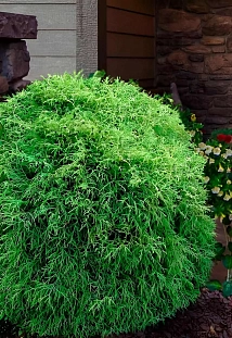 Туя западная Мистер Боулинг Болл