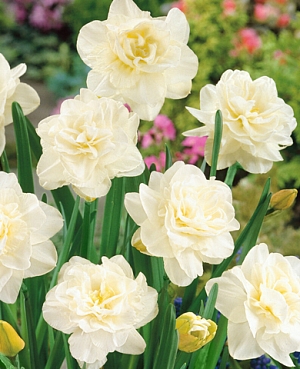 Нарцисс Обдам