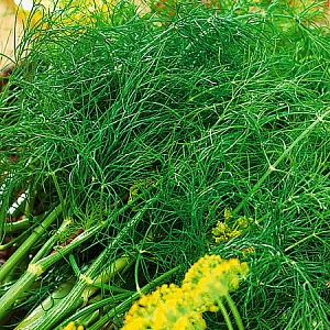 Семена Укроп Гладиатор F1