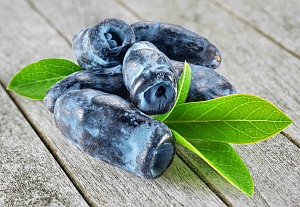 Жимолость Кенди блю (Лавина)