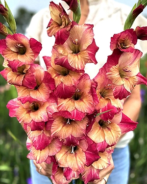 Гладиолус Эприкот Баблгам