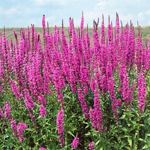 Дербенник иволистный Робин