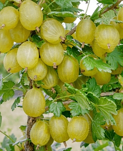 Крыжовник Хиннонмаки Грин