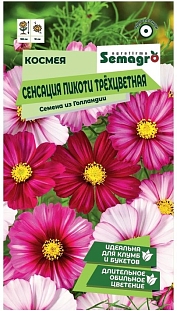 Космея Сенсация Пикоти трёхцветная