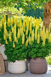 Люпин Люпинова Ленора