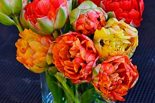 Тюльпан махровый поздний Гудошник Дабл