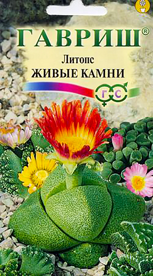 Семена Литопс Живые камни.
Небольшие бесстебельные листовые суккуленты из семейства Мезембриантемовые. Большая часть растений погружена в почву. 
Надземная часть – два толстых листа, сросшихся в столбик высотой до 20-50 мм. 
Вершина его испещрена узорами, коническая, выпуклая или плоская, разделена щелью, из которой появляются цветонос и новые листья.
 Смена листьев происходит ежегодно с марта по май, прошлогодние при этом засыхают. 
Цветут в июле – ноябре, цветки белые или желтые (изредка оранжевые) 2,5 - 3 см в диаметре, иногда душистые, раскрываются во вторую половину дня. В июле – августе растения отдыхают. 
С сентября по декабрь снова начинают расти. В ноябре-декабре полив литовсов уменьшают и прекращают, содержат их при температуре 12-15 °C. 
Поздней весной, когда появляется пара новых листьев. поливы постепенно возобновляют. 
Литопсы не подкармливают или вносят удобрения для кактусов в половинной концентрации. 
Им полезно опрыскивание в послеобеденные часы в жаркие летние дни. 
Через несколько лет растения разрастаются в целую колонию, которую пересаживают в емкость с хорошим дренажем. 
Субстрат составляют из листовой земли и песка в равных частях. 
Требовательны к освещению, весной их притеняют от ярких солнечных лучей. Литопсы легко размножаются семенами. 
Посев производят в смесь торфа и песка, сверху чуть присыпая песком, выдерживая температуру 20°C. 
