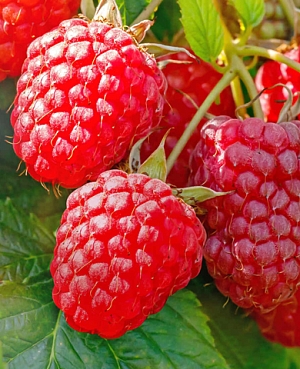 Саженцы Малина Зюгана