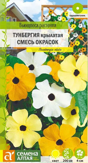 Быстрорастущая лиана, выращиваемая в садах как однолетник. Получила и другое название - Черноокая Сюзанна - за цветки с темным зевом (глазком). Стебли до 1,5-2 м длиной с множеством сердцевидных листьев, контрастирующих с желтыми, кремовыми, персиковыми и оранжевыми цветками диаметром до 4 см. Растение смотрится объемным, благодаря особому расположению листьев и цветков. Используется для вертикального озеленения садовых сооружений, цветет с конца июня по сентябрь. Растение свето- и теплолюбивое. Выращивают на безветренных участках с дренированной известкованной почвой, полив умеренный.

При выращивании рассады посевы проводят в марте в ящики. Глубина заделки семян 0,5-1 см. При температуре +18-20°C всходы появляются на 14-20 день. В открытый грунт рассаду высаживают в конце мая, выдерживая расстояние между растениями 60 см.