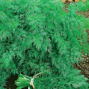 Семена Укроп Спартак F1