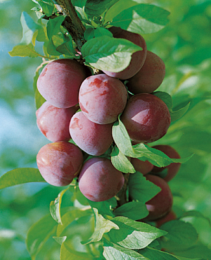 Саженцы Слива Веста