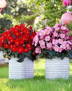 Набор бегоний элатиор №2