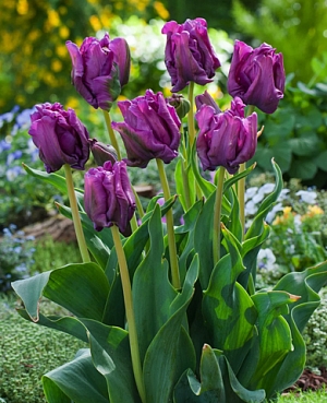 Тюльпан попугайный Блю Пэрот