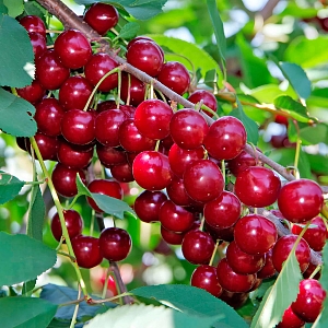 Вишня Сания