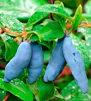 Жимолость Шахиня