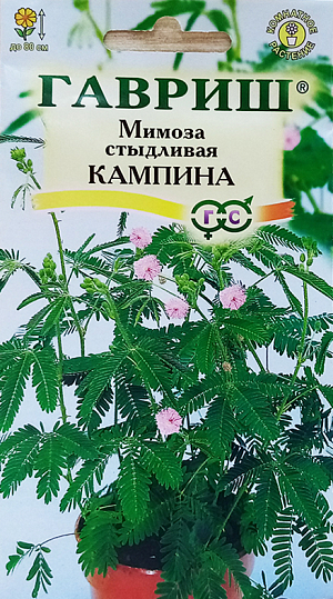 Семена Мимоза стыдливая Кампино.
Красивоцветущее, декоративно-лиственное, горшечное растение семейства бобовых.
У мимозы стыдливой лёгкая перистая листва и розовые округлые пушистые цветки. 
Если вы нежно прикоснётесь к листьям, похожими на листья папоротника, они мгновенно сложатся, прижавшись к черешку, который наклонится вниз. 
Если растение не трогать, то через некоторое время листочки постепенно раскроются и растение примет свой прежний вид. 
Именно эта потрясающая реакция листьев и дала растению название.
Мимозу очень легко размножать семенами: неглубоко посадите семена в смесь из равных частей земли, торфа и песка, почва всегда должна быть влажноватой, поддерживайте температуру на уровне 18-20 °C и проветривайте помещение. 
Через 4-6 недель появятся всходы.
УХОД: По мере того, как корни начинают вылезать из дренажных отверстий, пересаживайте мимозу весной, каждый раз увеличивая размер горшка, пока не дойдёте до горшка диаметром 15 см. 
Затем каждый год заменяйте поверхностный слой земли более свежим.
 Растение хорошо переносит жару, но только в хорошо проветриваемом помещении. 
Держите горшки в очень светлом месте, можно даже на солнце, но не в самые жаркие часы. 
Поливайте так, чтобы почва всегда была влажной, каждые 2 недели добавляйте в воду для полива жидкое удобрение.
Осенью и зимой мимоза должна стоять на самом солнечном месте, но не на сквозняке, температура не должна опускаться ниже 13С.
Время от времени поливайте так, чтобы почва высыхала между поливами.