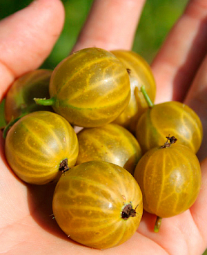 Саженцы Крыжовник Алтайский номерной