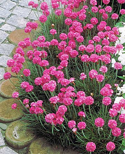Армерия приморская розовая