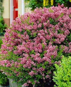 Сирень Мейера Ред Пикси