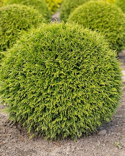 Туя западная Вудварди