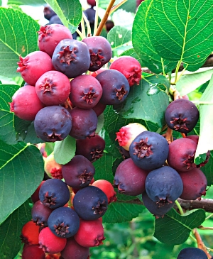 Ирга канадская Мандан