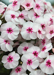 Флокс метельчатый Майкс Фейворит