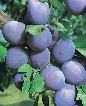 Саженцы Слива Уральский чернослив