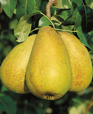 Саженцы Груша Апрелька