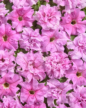 Чудо-петуния МИР

Первый послевоенный сорт, рожденный в 1947 году. Название ассоциируется с празднованием победы и установившегося мира. Цветки крупные, нежно-розовые с серебристой каймой по краям.