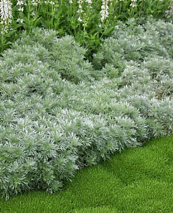 Полынь Шмидта Нана