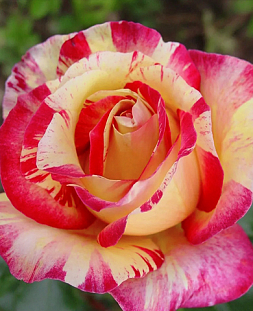 Роза флорибунда Сабле