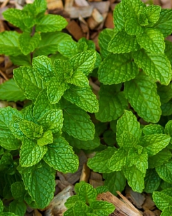 Мята клубничная