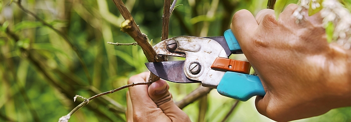 Июль в саду труды и благодать знойного месяца