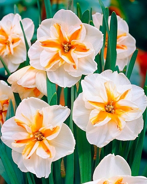 Нарцисс Бродвей Стар