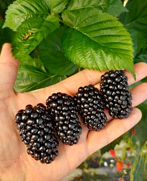 Саженцы Ежевика Глория