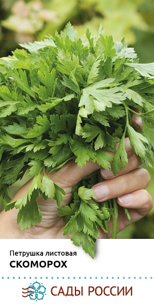 Семена Петрушка листовая Скоморох