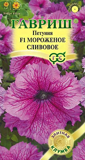 Семена Петуния крупноцветковая Мороженое сливовое F1<br>
 <br>
 Восхитительная гибридная петуния с суперраним обильным цветением. Компактные шаровидные кустики высотой и диаметром 30-40 см, усыпаны пурпурными цветками, диаметром 8-10 см, с выразительным жилкованием на лепестках. Растения выравнены по высоте, что очень важно при создании цветочных массивов и групп в профессиональном озеленении. Посев проводят с февраля по март. При зимнем посеве всходам необходима подсветка. Всходы появляются через 7-12 дней. На постоянное место высаживают, когда минует опасность заморозков. Цветет с конца мая весь сезон. Светолюбива и достаточно засухоустойчива. Предпочитает легкие, плодородные, хорошо дренированные почвы. Украсит клумбы, вазоны, балконные ящики, подоконники, низкорослые бордюры. Рекомендуется для создания ковровых цветников на солнечных участках.<br>