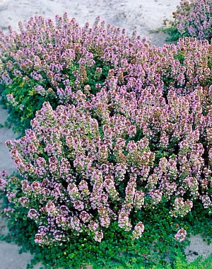 Тимьян лимоннопахнущий Дун Вэлли