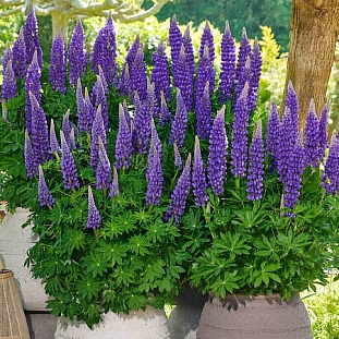 Люпин Люпинова Лианна