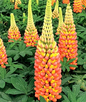 Люпин абрикосово-жёлтый