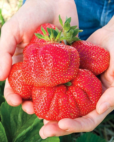 Саженцы Клубника (Земляника) садовая Чамора туруси