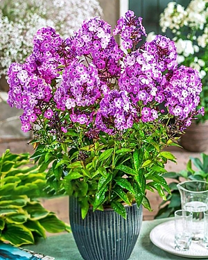 Флокс метельчатый Свит Саммер Сюрпрайз