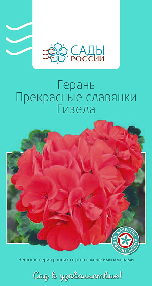 Герань Прекрасные славянки Гизела

Пеларгония зональная, или садовая, известна также как герань. Широко используется не только как комнатное растение, но и для украшения балконов, клумб, рабаток, различных цветочниц. При семенном размножении получается, как правило, более выравненный и здоровый посадочный материал. Цветки ярких окрасок образуют крупные соцветия, обильно цветут в течение всего сезона до самых морозов. Растения компактные с выразительной листвой, высокоустойчивы к вредителям и неблагоприятным погодным условиям.