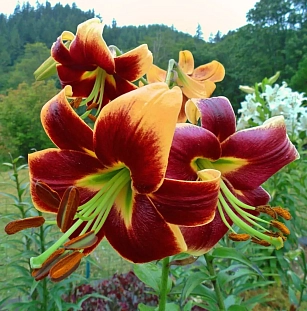 Лилия ОТ-гибрид Дебби